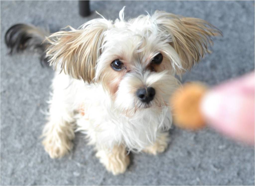These homemade doggie snacks are packed with all-natural, wholesome ingredients that your favorite furry friend will LOVE! a white morkie sitting and staring at a small treat being held in front of him.